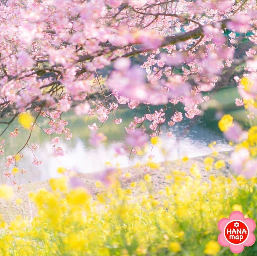 はなまっぷ❁日本の花風景さんのインスタグラム写真 - (はなまっぷ❁日本の花風景Instagram)「🌸はなまっぷ🌸 * @hoku_x2 さんの  花のある風景に花まるを💮 * あたたかな日差しが伝わる素敵な春色の共演をありがとうございます😊🌸 * 静岡　#みなみの桜と菜の花まつり Minamiizu, Shizuoka Pref. * 🌼カワヅザクラの花言葉📝🌼 想いを託します * 見頃を過ぎている場所もご紹介しています。お出かけの際はHP等で最新の情報をご確認くださいね🙏🌸 * 🌸•••🌸•••🌸•••🌸•••🌸•••🌸 * いつも素敵なお花をありがとうございます😊 日本の花のある風景にタグ付けしてください🌸 お花があれば何でもOKです💓 * #はなまっぷ * #日本の美しい花風景#花のある風景#花#花言葉#風景#河津桜#花見#桜#菜の花」2月17日 12時37分 - hanamap