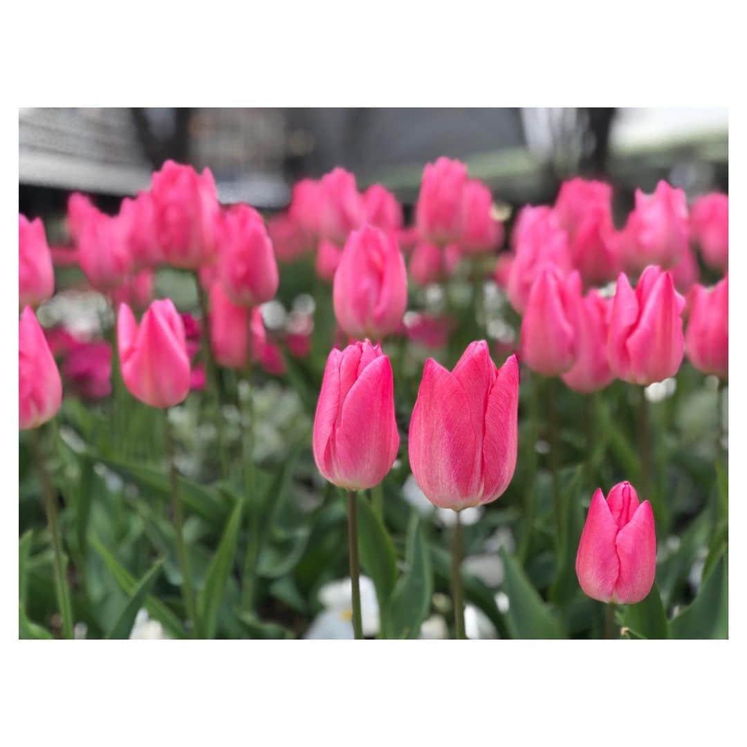 川村優希のインスタグラム：「もうこんな時期👀 春の訪れを感じました🌷✨ . . #チューリップ #春色 #この春はたくさんお花を飾りたい #新しい花器を買おうかな」