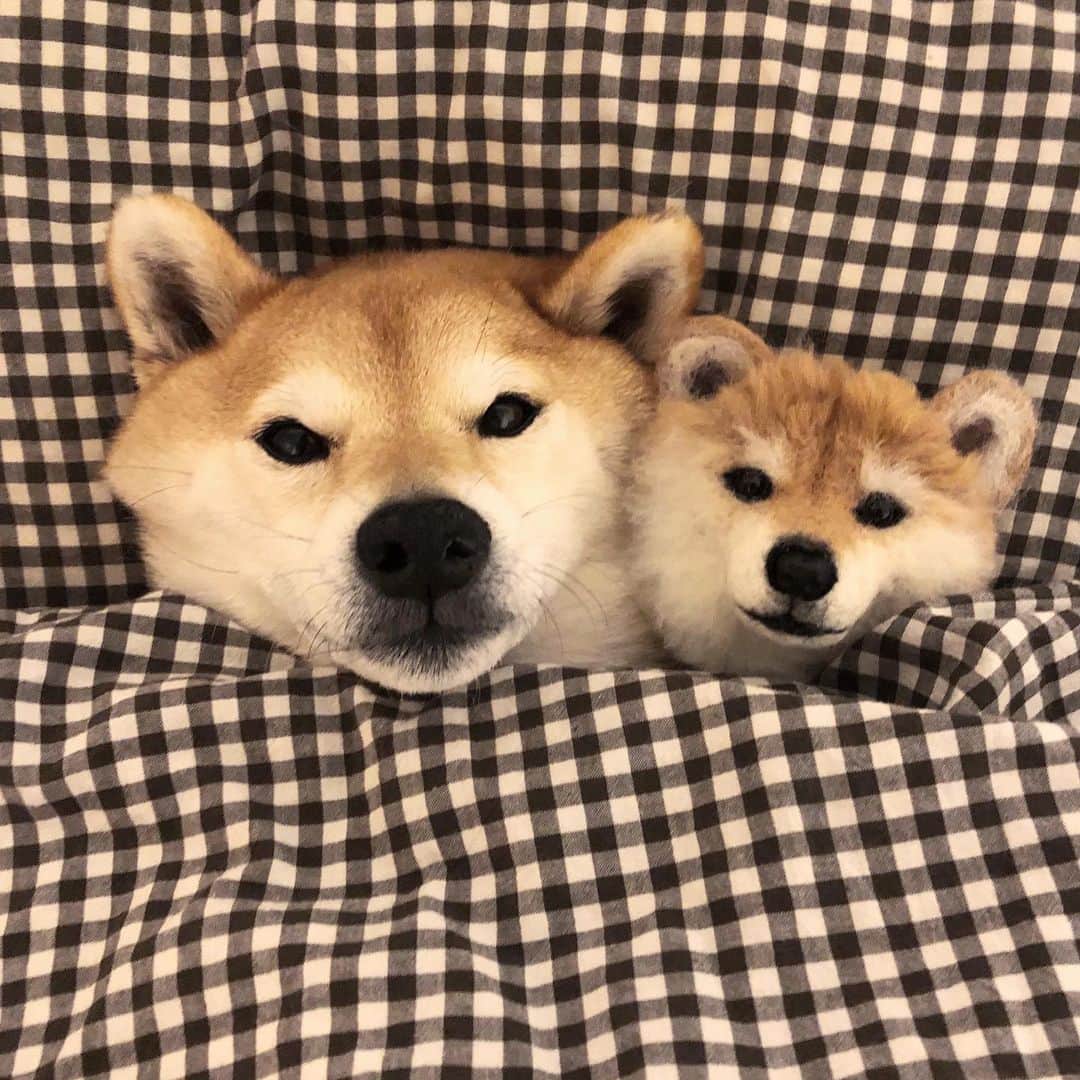 マロたんのインスタグラム：「We are similar. そっくりさん作ってもらいました #shiba #shibainu #weeklyfluff」