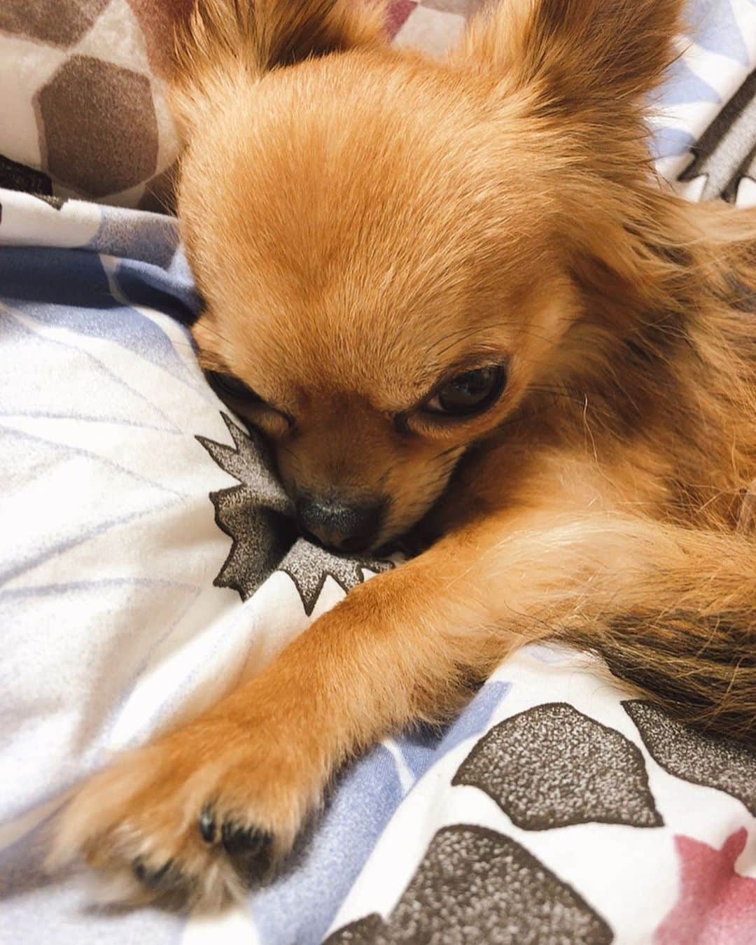 水谷望愛さんのインスタグラム写真 - (水谷望愛Instagram)「😪 ❤️ ❤️ ❤️ お布団大好きグデグデくん🐶  #chihuahua#chihuahualove#charles#lazydog#dogstagram」2月17日 22時23分 - noa0209_x_x_