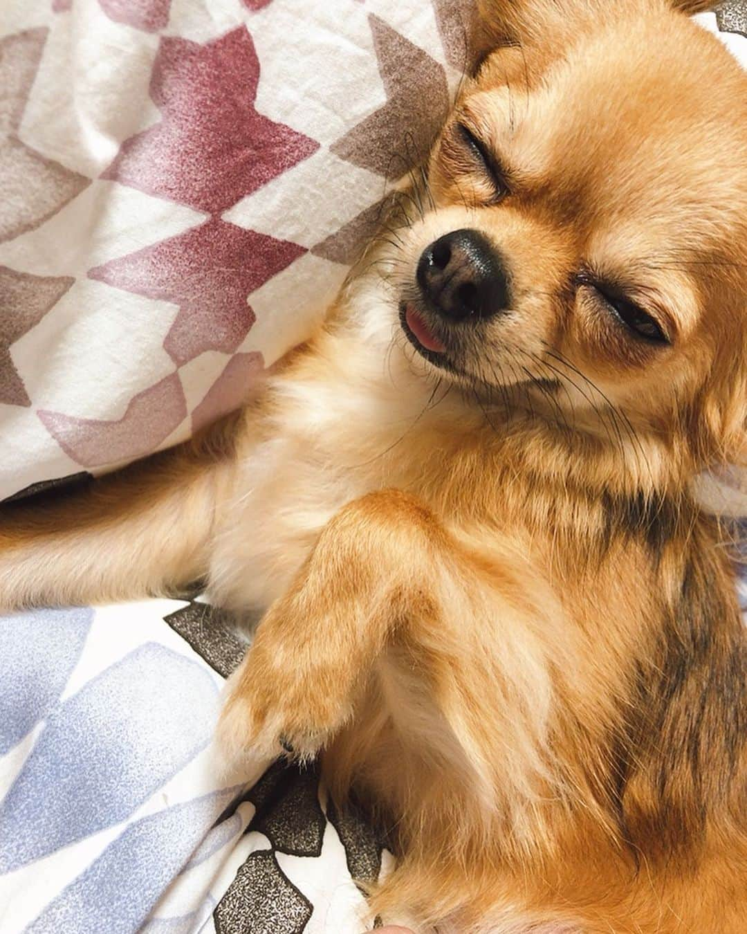 水谷望愛さんのインスタグラム写真 - (水谷望愛Instagram)「😪 ❤️ ❤️ ❤️ お布団大好きグデグデくん🐶  #chihuahua#chihuahualove#charles#lazydog#dogstagram」2月17日 22時23分 - noa0209_x_x_