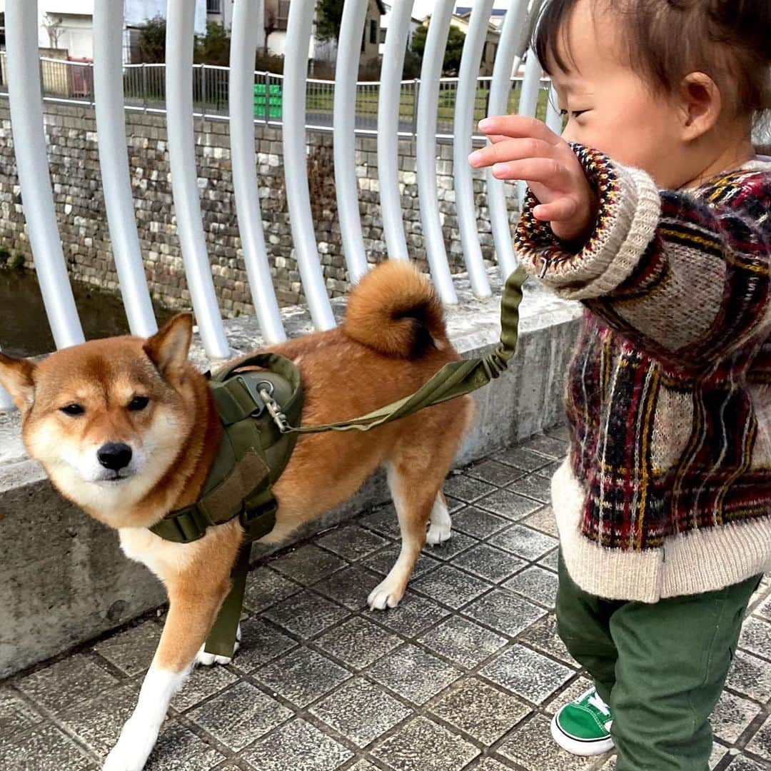 尾形貴弘さんのインスタグラム写真 - (尾形貴弘Instagram)「この動画見たとき、 さくちゃんのかわいさとミクの優しさに泣けてきたーーー！！！ ミクは本当いい子すぎるし さくちゃんは可愛いし なんなんだ！！！ #柴犬大好き #柴犬マニア  #愛犬  #赤柴 #しばけん  #しばちゃん  #しばいぬ大好き  #shibainu  #shiba_snap  #犬ばか部  #いぬばか部 #ミク #三九 #39 #パンサー尾形 #赤ちゃん #赤ちゃんのいる暮らし #赤ちゃんと犬 #1歳11ヶ月 #ミクサクタカヒロ #サンキュー #ママリ #ベビフル」2月17日 22時52分 - miku3_miku_9