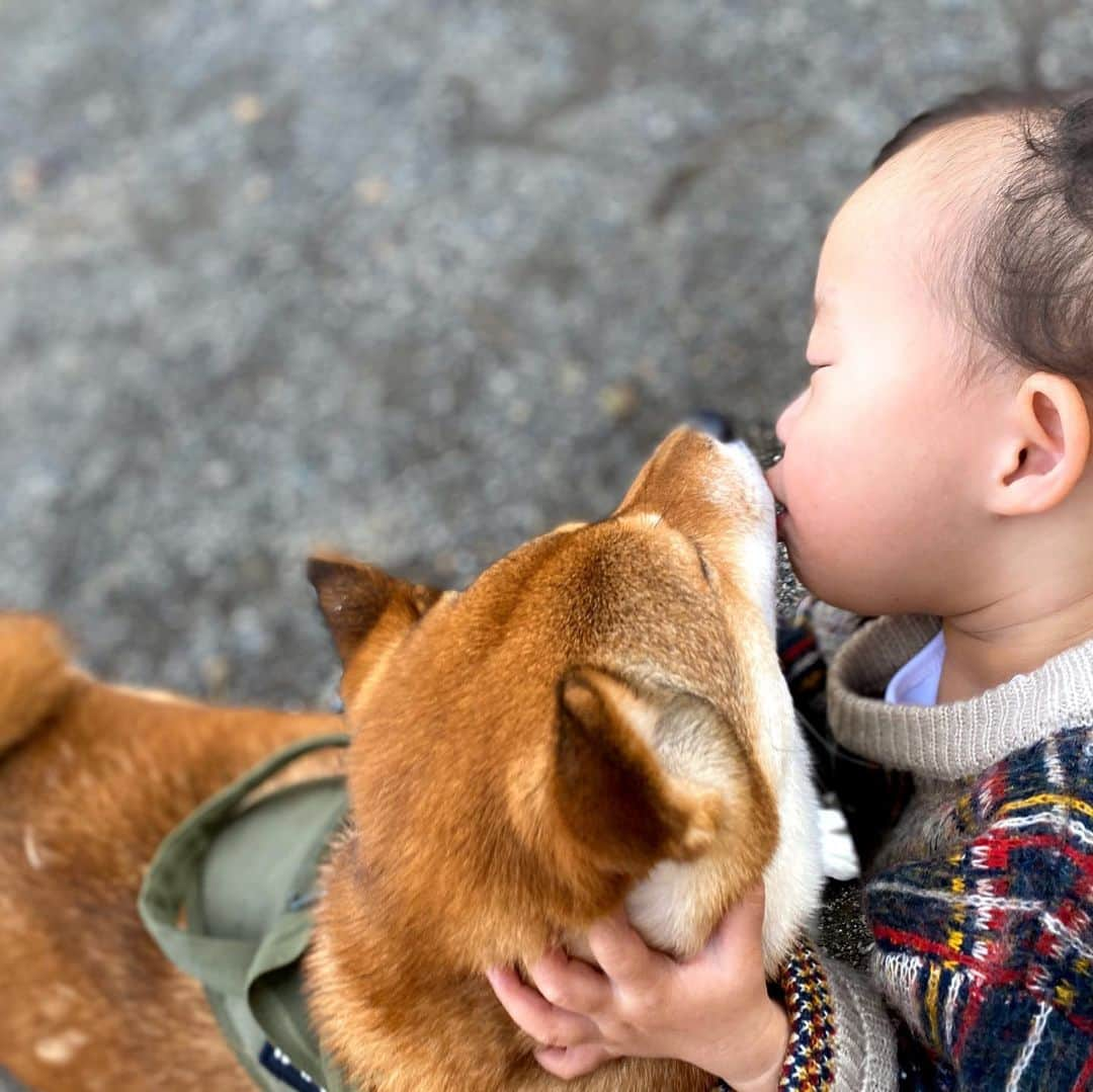 尾形貴弘さんのインスタグラム写真 - (尾形貴弘Instagram)「この動画見たとき、 さくちゃんのかわいさとミクの優しさに泣けてきたーーー！！！ ミクは本当いい子すぎるし さくちゃんは可愛いし なんなんだ！！！ #柴犬大好き #柴犬マニア  #愛犬  #赤柴 #しばけん  #しばちゃん  #しばいぬ大好き  #shibainu  #shiba_snap  #犬ばか部  #いぬばか部 #ミク #三九 #39 #パンサー尾形 #赤ちゃん #赤ちゃんのいる暮らし #赤ちゃんと犬 #1歳11ヶ月 #ミクサクタカヒロ #サンキュー #ママリ #ベビフル」2月17日 22時52分 - miku3_miku_9