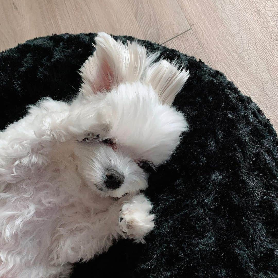 Choi Somiさんのインスタグラム写真 - (Choi SomiInstagram)「⠀⠀⠀⠀ #둥둥이 #김둥둥6세  토끼 같은 둥끼🐾 왜 최씨가 아닌 김둥둥이냐고 조심스럽게들 물어보시는데 저희 엄마 성씨예요🖤」2月17日 23時04分 - cxxsomi