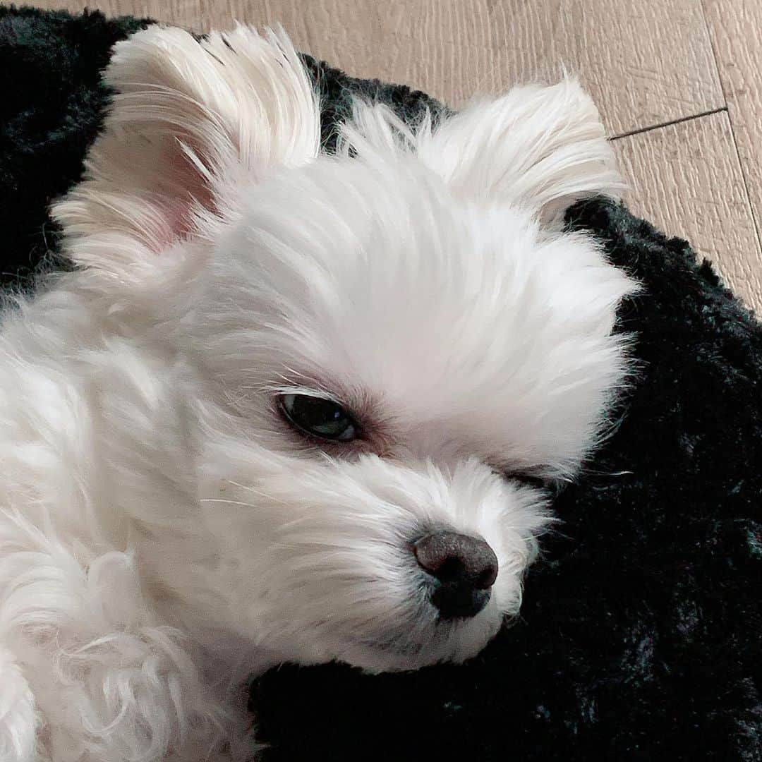 Choi Somiさんのインスタグラム写真 - (Choi SomiInstagram)「⠀⠀⠀⠀ #둥둥이 #김둥둥6세  토끼 같은 둥끼🐾 왜 최씨가 아닌 김둥둥이냐고 조심스럽게들 물어보시는데 저희 엄마 성씨예요🖤」2月17日 23時04分 - cxxsomi