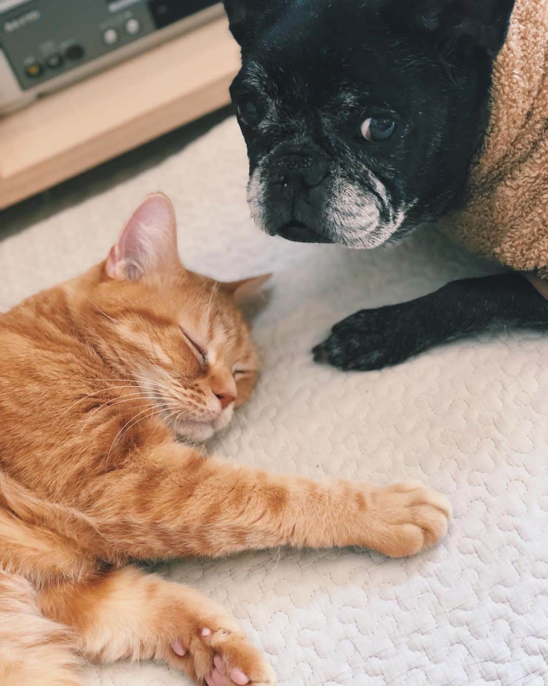 菊池亜希子さんのインスタグラム写真 - (菊池亜希子Instagram)「近すぎると鬱陶しいけど、側にいないとちょっと寂しい🐕🐈 . #マロワカメ #犬と猫」2月17日 14時39分 - kikuchiakiko_official