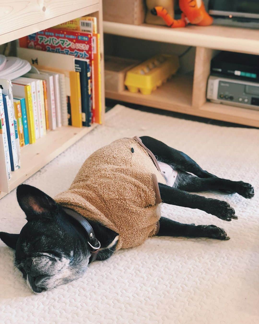 菊池亜希子さんのインスタグラム写真 - (菊池亜希子Instagram)「近すぎると鬱陶しいけど、側にいないとちょっと寂しい🐕🐈 . #マロワカメ #犬と猫」2月17日 14時39分 - kikuchiakiko_official