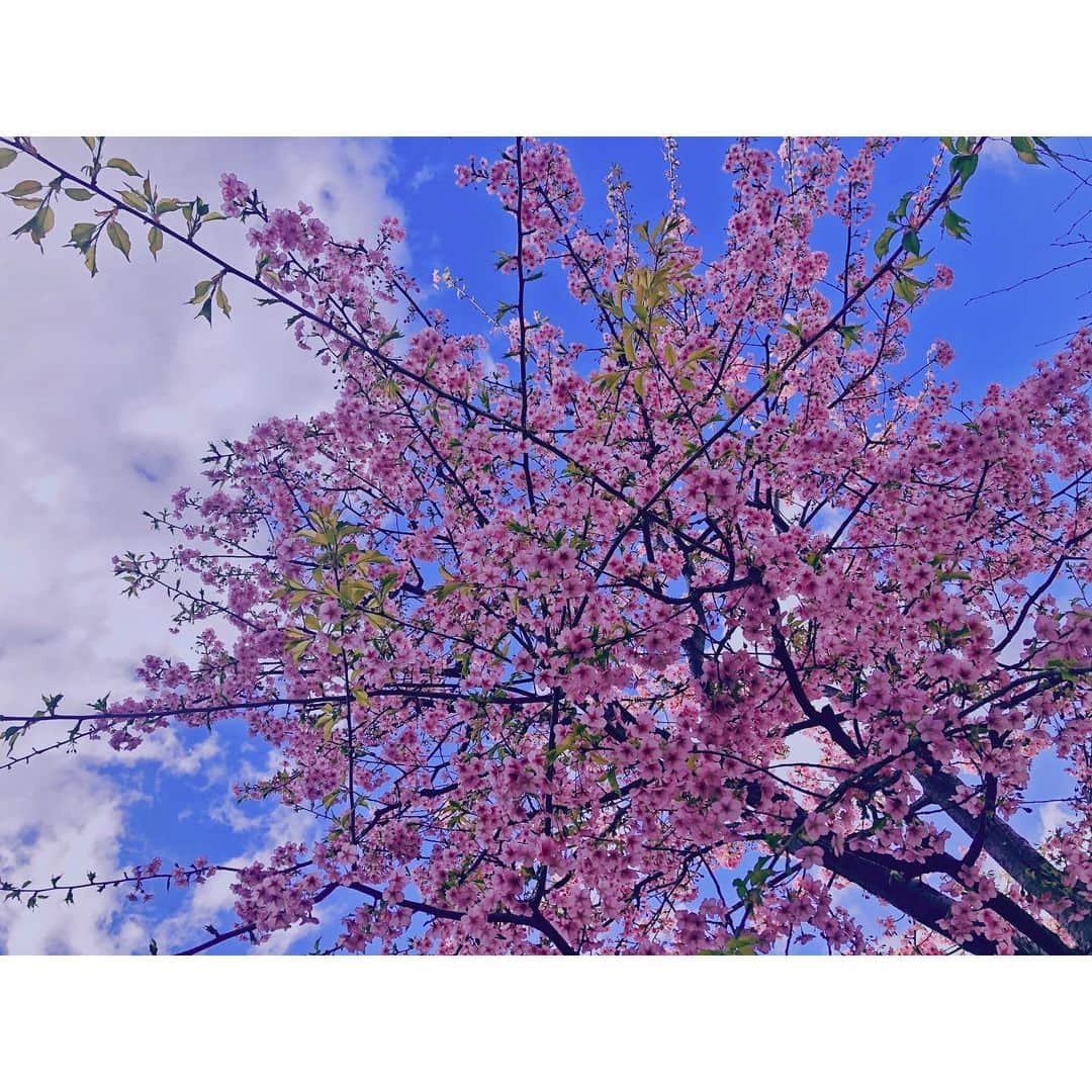 のインスタグラム：「🌸🍃🌸🍃🌸 . 今年の初桜。 . 自分の、まだ10年にも満たないキャリアの中で、小童なりにもしっかりと「母親」という役に出会わせて頂きました。 . 「いとおしい」と「めでる」という感覚が、ここのところ多く感じるという投稿を以前したのですが、巡りに、巡って…というのでしょうか。 . それも、このような素晴らしい機会に。 . ここのところ、自分が触れてきた作品やコンテンツを生み出してこられた祖のような方々と巡り会える機会が続いています。 . 今、きっと、そういう強化月間なのかもしれません。 . そうした縁や巡り合わせのようなものに、気づく、自覚というか、受け入れていくことで、これから先の自分の道が開けていくように思います。 . 信じている対象が、何かあるわけじゃないけど、自分を信じてくれる人のために、自分を信じて、強く生きていこう。 . #今日の青 #今日の空 #今日の桜 #桜 #sakura #tokyo #代官山 #daikanyama」