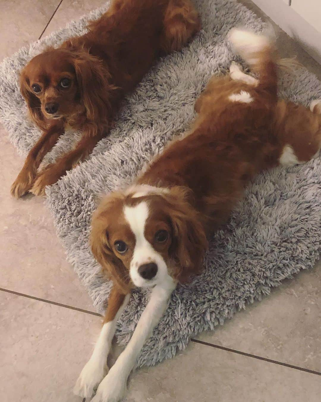 木下ココさんのインスタグラム写真 - (木下ココInstagram)「平行🔹 ・ ・ #sansasnow #dogs #siblings  #dogsiblings  #cavalier #kingcharlescavalier  #キャバリア　#キャバリア兄弟 #木下ココ　#犬好き」2月17日 16時15分 - cocot_chan