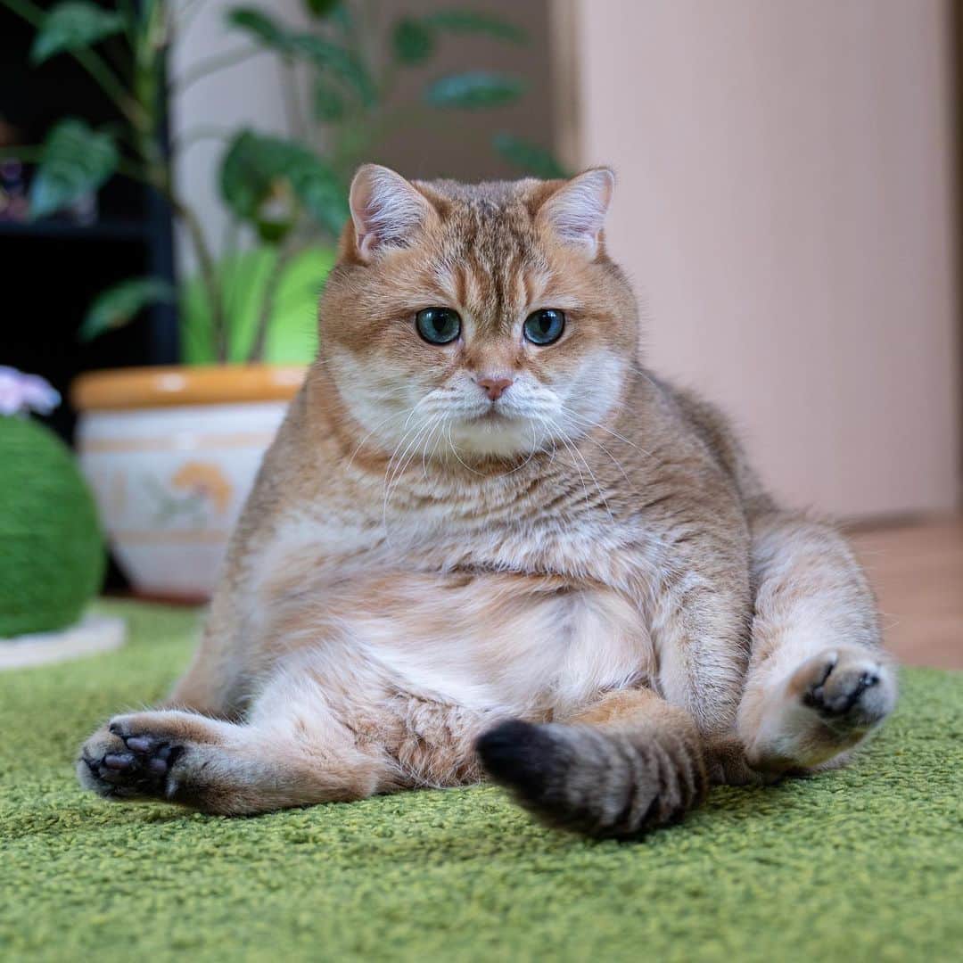 Хосико кот цена купить