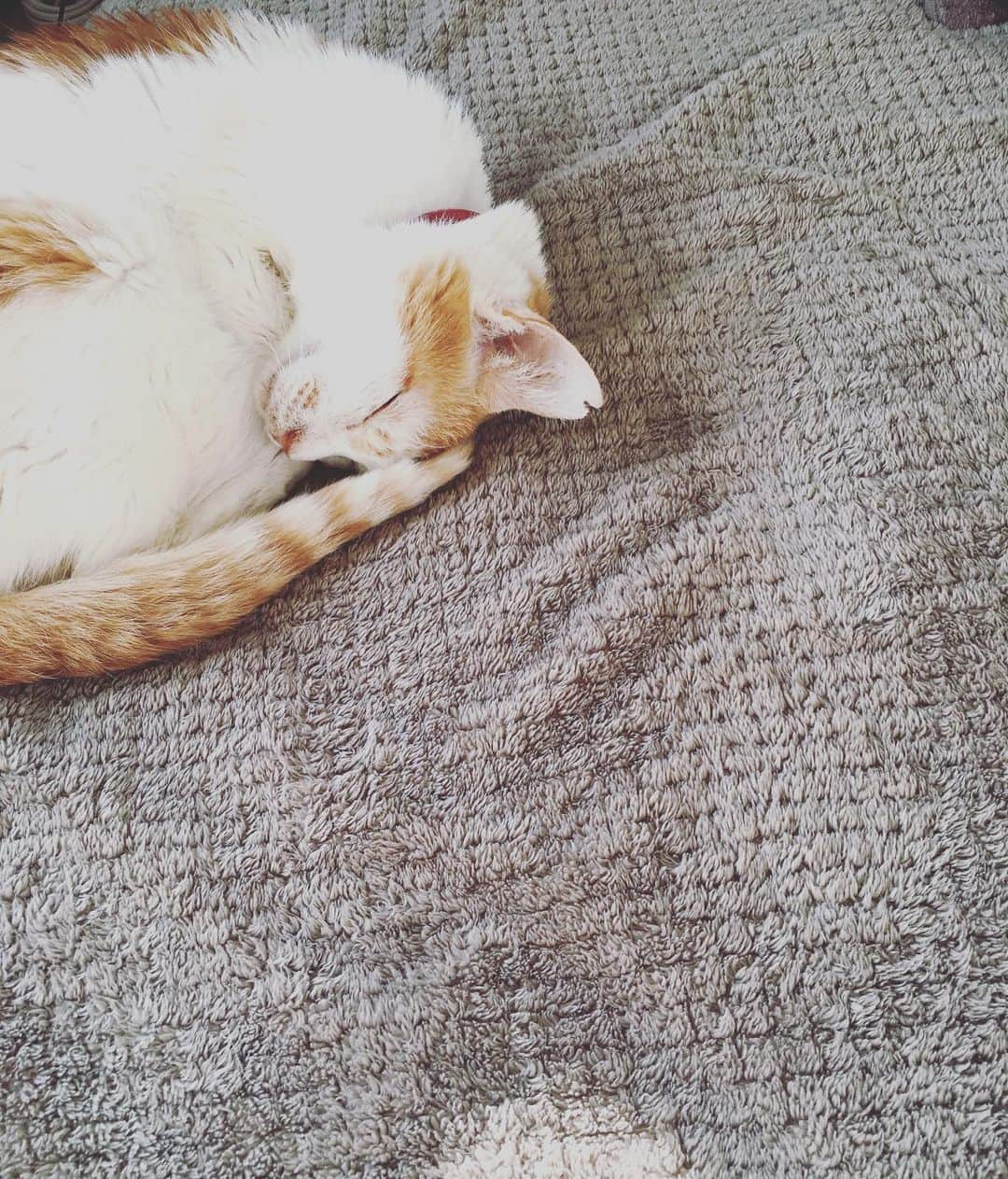 猫沢エミさんのインスタグラム写真 - (猫沢エミInstagram)「マァ…月曜日は私の休日曜日だから、なにしたってバチは当たらないのだけど、仕事も残っているし、確定申告も…😑 ところがイオちゃんが、かわゆうてかわゆうて、この有様。  口角がきゅっと上がっているイオの寝顔は、とても幸せそうに見える。そしてこちらも幸せに包まれる。そして寝る…∞ #猫沢イオ　#東京下町時間　#とろねこチャレンジ」2月17日 16時47分 - necozawaemi