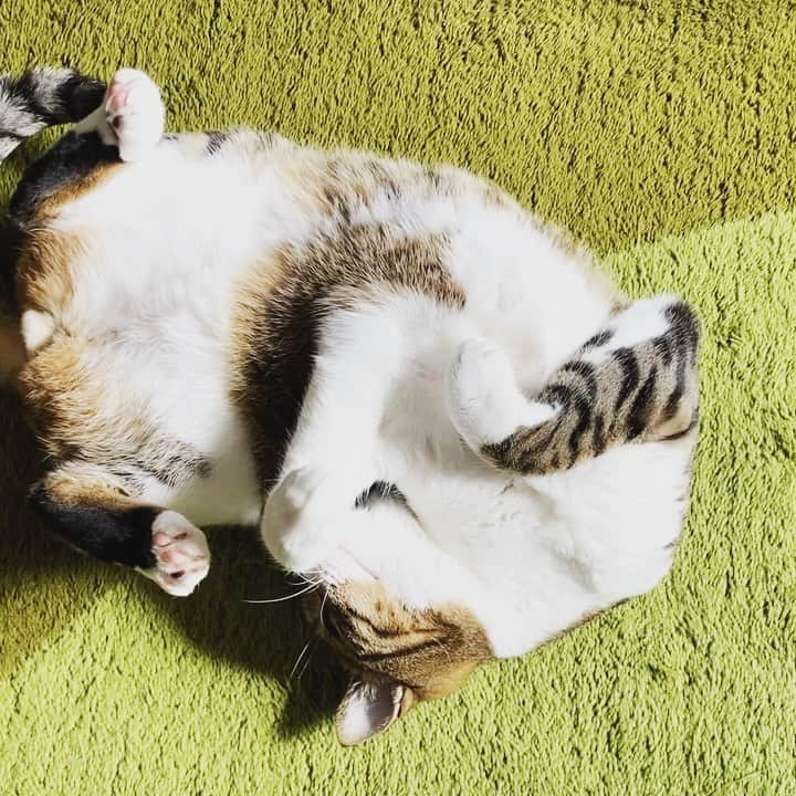 野本かりあのインスタグラム：「暖かい日差し。日向ぼっこ、最高だね✨ #とろねこチャレンジ #lukarly #catstagram #にゃんすたぐらむ」