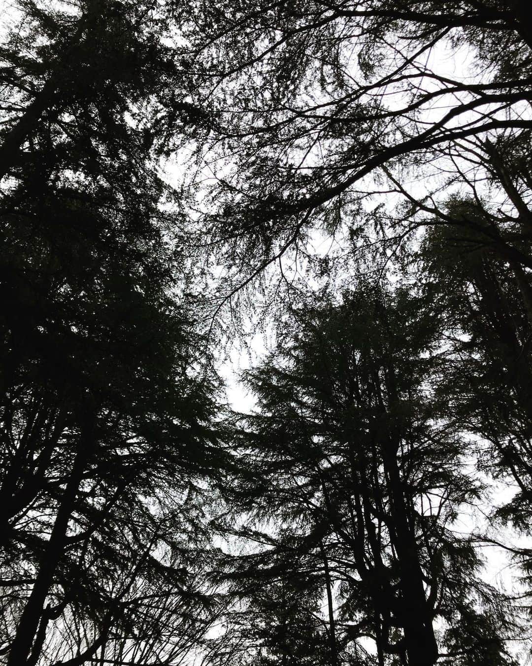 akkoさんのインスタグラム写真 - (akkoInstagram)「木々がしっとりと美しい💕 今朝のお散歩中に出会った風景🌿 #akko #akkostagram #mll」2月17日 16時52分 - mllakko