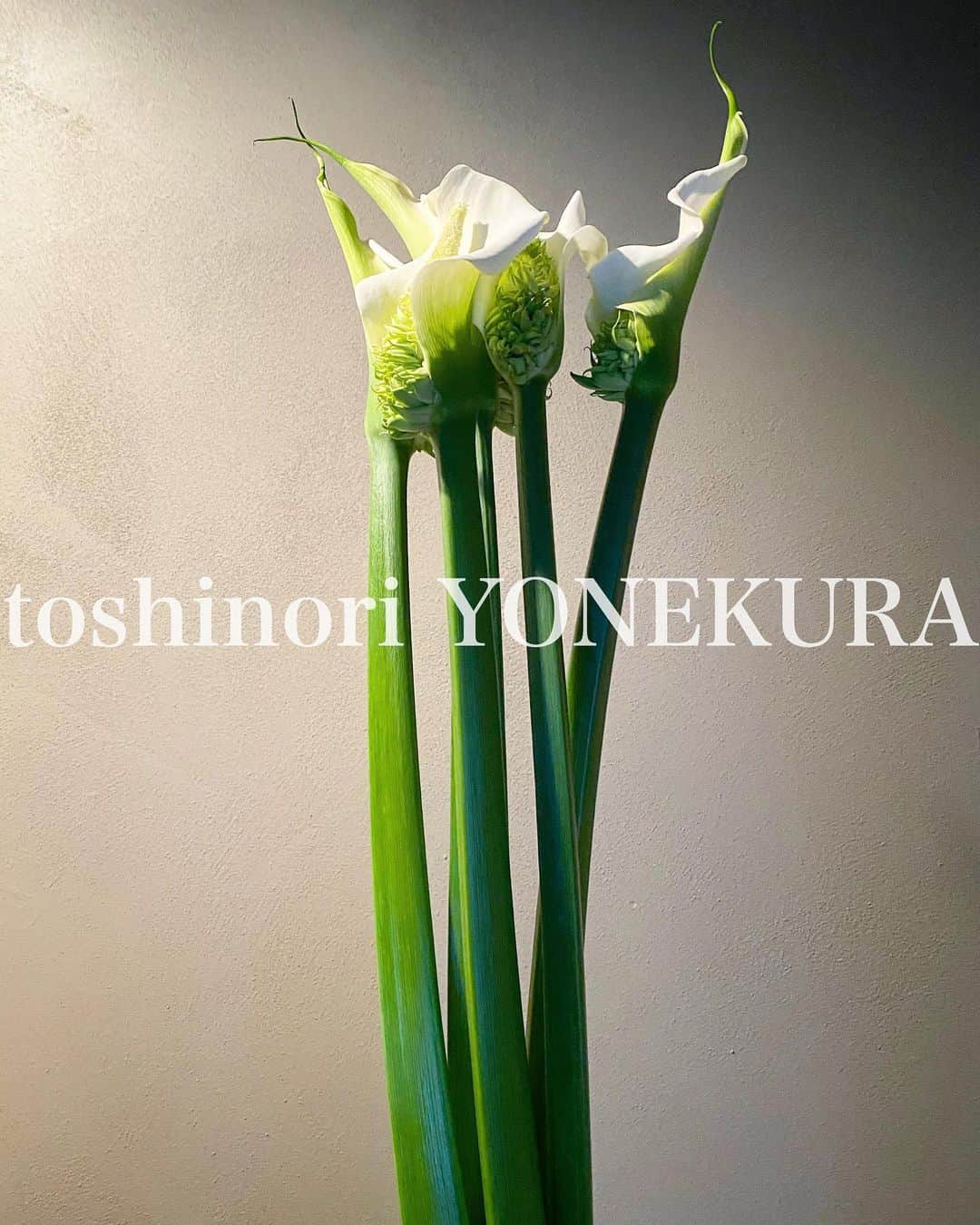 米倉利紀さんのインスタグラム写真 - (米倉利紀Instagram)「flowers of this week: ethiopia」2月17日 16時59分 - toshi_yonekura