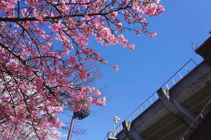 平塚市さんのインスタグラム写真 - (平塚市Instagram)「* 河津桜が早くも見ごろ。 春の気配を持ち帰ろうと、 多くの方が足を止め スマートフォンを掲げます。 「７分咲きくらいかな」 「暖かいから、一気に開きそう」 会話にも花が咲く良い季節ですね。 *** #手をつなぎたくなる街 #hiratsukagood #hiratsuka#平塚 #shonan#湘南 #kanagawaphotoclub #公園#総合公園 #平塚市総合公園 #桜#さくら #サクラ#桜の花 #cherryblossom #早咲き#河津桜 #お花見#春 #春の訪れ #もうすぐ春 #ダレカニミセタイケシキ #はなまっぷ#ザ花部 #週末の過ごし方 #日々#暮らし #instagramjapan#igersjp」2月17日 16時59分 - hiratsukagood