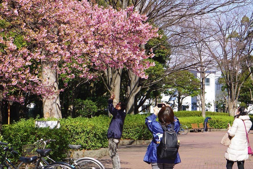 平塚市さんのインスタグラム写真 - (平塚市Instagram)「* 河津桜が早くも見ごろ。 春の気配を持ち帰ろうと、 多くの方が足を止め スマートフォンを掲げます。 「７分咲きくらいかな」 「暖かいから、一気に開きそう」 会話にも花が咲く良い季節ですね。 *** #手をつなぎたくなる街 #hiratsukagood #hiratsuka#平塚 #shonan#湘南 #kanagawaphotoclub #公園#総合公園 #平塚市総合公園 #桜#さくら #サクラ#桜の花 #cherryblossom #早咲き#河津桜 #お花見#春 #春の訪れ #もうすぐ春 #ダレカニミセタイケシキ #はなまっぷ#ザ花部 #週末の過ごし方 #日々#暮らし #instagramjapan#igersjp」2月17日 16時59分 - hiratsukagood