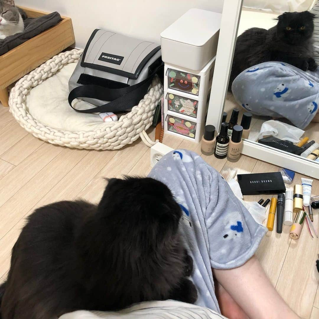 ギモさんのインスタグラム写真 - (ギモInstagram)「거울 앞에만 앉으면 스리슬쩍 찾아오는 긤형ㅋ 무릎위에는 올라오진 않고 늘 이렇게 앞발 두개만 올리는 것이 전부라서 증맬로 안달병이 납니다ㅋㅋ 미지근하고 츤츤한 긤형의 애정표현💕 지난주에 부동산 아저씨가 고영들 사진찍겠다고 쪼오금 가까이 오자 하품하듯이 하악질 콤보 쎄게 날렸었는데ㅋㅋㅋ 그래도 저에겐 이렇게 먼저 발 두짝 올려주는 것이 어디냐며ㅋㅋ 스스로 위안하며 만족하고 있슴니다🤤❣️ 마지막 사진에 앞발을 꼭 걸치겠다는 긤이의 단호한 표정즘 봐주세여?ㅋㅋ #cat #토토상회 #긤형의애정표현 #귀엽긤 #나도있시오」2月17日 17時27分 - 1room1cat