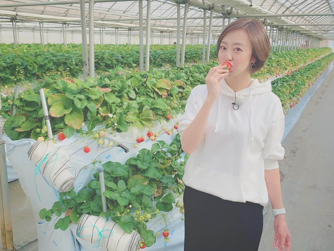 福田樹さんのインスタグラム写真 - (福田樹Instagram)「毎年行ってるいちご狩り🍓 今年は初めてのところにお邪魔しました☺️ ・ 綺麗だし、車も止められるし、いちごはもちろん美味しいし、ロケしてる最中もたくさんの方がいらしてました！家族でいちご狩りとか素敵でほっこりするなぁ…🥺✨ ・ 3/1から放送です📺 これを見てぜひ行ってみてね🎶 ・ #わいわいTIMES #jcom #リポーター #八千代 #いちご狩り #いちご #利きいちご #金子苺園 #かおりの #紅ほっぺ #恋みのり #tv #tvpersonality #mc #reporter #yachiyo #strawberry #🍓 #澤田恭兵 #福田樹 #2枚目は私が出せる精一杯のあざとさ #いちごという武器を使ってもこの程度 #ぶりっこ向いてない」2月17日 17時41分 - itsukifukuda