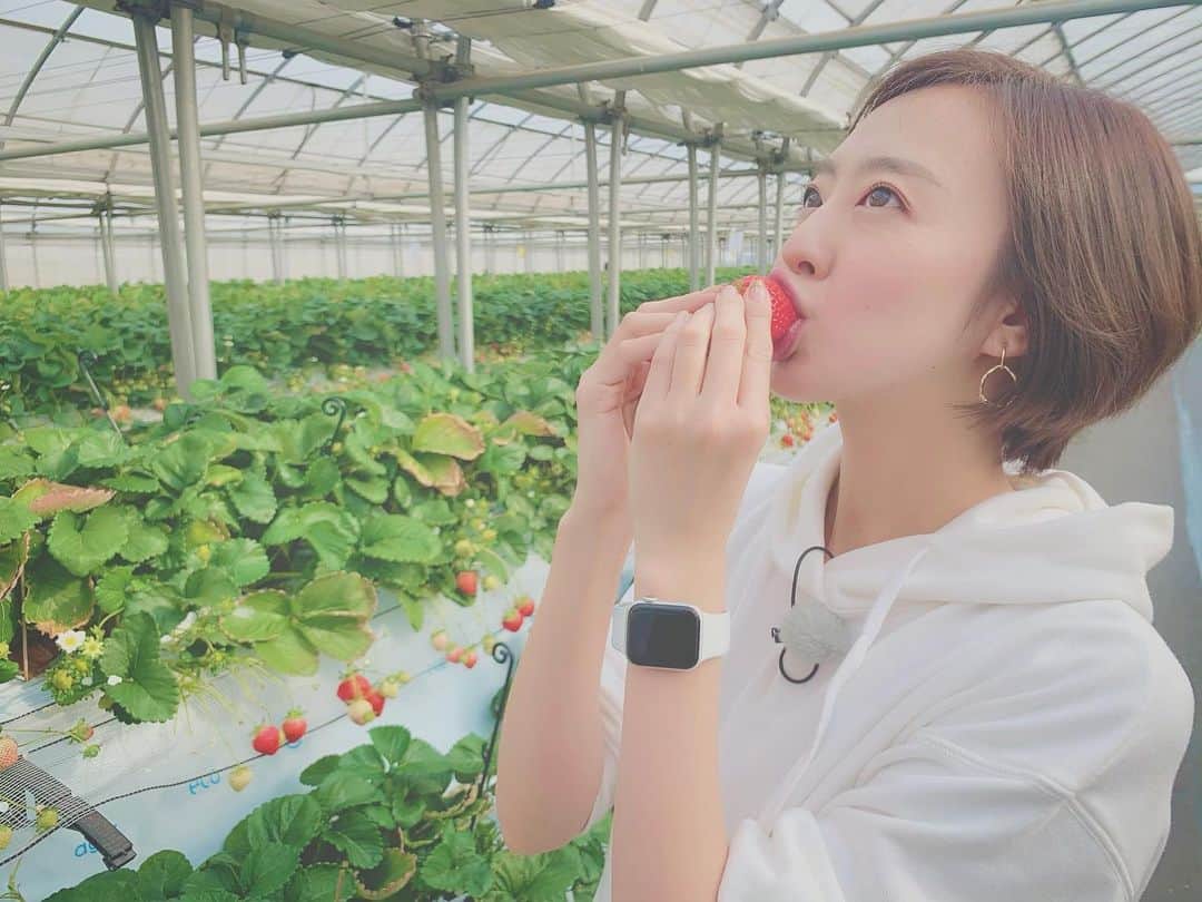 福田樹さんのインスタグラム写真 - (福田樹Instagram)「毎年行ってるいちご狩り🍓 今年は初めてのところにお邪魔しました☺️ ・ 綺麗だし、車も止められるし、いちごはもちろん美味しいし、ロケしてる最中もたくさんの方がいらしてました！家族でいちご狩りとか素敵でほっこりするなぁ…🥺✨ ・ 3/1から放送です📺 これを見てぜひ行ってみてね🎶 ・ #わいわいTIMES #jcom #リポーター #八千代 #いちご狩り #いちご #利きいちご #金子苺園 #かおりの #紅ほっぺ #恋みのり #tv #tvpersonality #mc #reporter #yachiyo #strawberry #🍓 #澤田恭兵 #福田樹 #2枚目は私が出せる精一杯のあざとさ #いちごという武器を使ってもこの程度 #ぶりっこ向いてない」2月17日 17時41分 - itsukifukuda