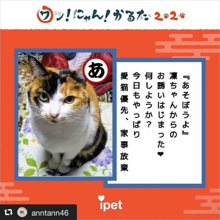 アイペット ペットスナップキャンペーンのインスタグラム