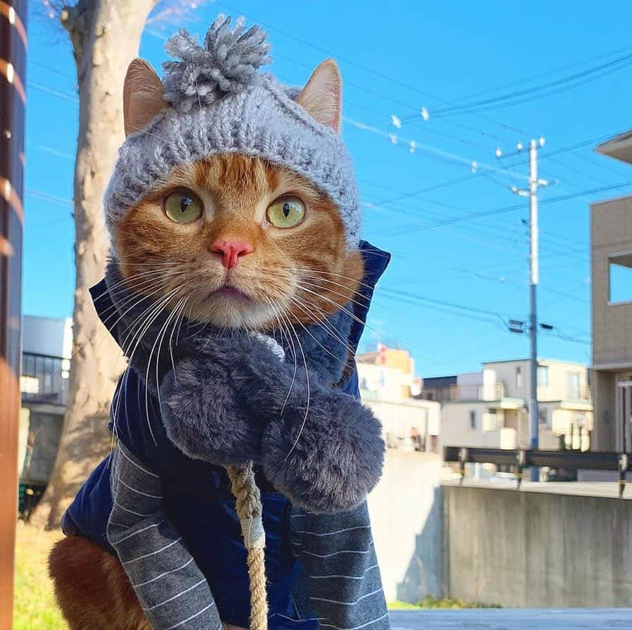 MiawMiawさんのインスタグラム写真 - (MiawMiawInstagram)「＼MiawMiaw 冬のフォトコンテスト／⁣ 【猫ちゃんと冬にちなんだフォト部門】コンテスト受賞者大発表！⁣ ⁣ 『MiawMiaw 冬のフォトコンテスト』に⁣ たくさんのご応募をいただきありがとうございます😻✨⁣ ⁣ 皆さんお待ちかねのコンテスト受賞者の発表を行いますっ📢📢👏👏⁣ ⁣ #冬猫miawmiaw2019 を付けてご投稿いただいた中から⁣ 今回受賞された9名の方をご紹介いたします！⁣ ⁣ ✨🏆大賞🏆✨⁣ @torachan_0815 さま⁣ ⁣ ✨金賞✨⁣ @pikayo3 さま⁣ @nyansaku0509 さま⁣ @soratsubu17 さま⁣ ⁣ ✨銀賞✨⁣ @nao_co5 さま⁣ @anne_chass_ さま⁣ @kikilovenyan さま⁣ @izumi_y0404 さま⁣ @cocoa.chocolat さま⁣ ⁣ 受賞された9名の皆さま、まことにおめでとうございます🙌🏻🙌🏻🙌🏻⁣ 今回はずれてしまった方も、次回コンテストでもご参加お待ちしておりますっ😸💝⁣ ⁣ 引き続きMiawMiaw(ミャウミャウ)公式Instagramを宜しくお願いいたします。⁣ ⁣ 当アカウントの詳細はプロフィール欄のURLをクリック！⁣ → @miawmiaw_series⁣ ⁣ #miawmiaw #miawmiaw令和最初のフォトコンテスト⁣ #ねこのいる生活 #ねこばか #ネコ好き⁣ #猫 #ねこ #ネコ #にゃんこ #cat #cats #猫部 #ネコ部 #ねこ部 #猫好きさんと繋がりたい #猫好き #ペット#pet #にゃんこ部 #にゃんすたぐらむ #ねこすたぐらむ⁣ #リラックスmiawmiaw2019冬⁣ #冬猫miawmiaw2019⁣ #キャンペーン #フォトコンテスト #プレゼント #プレゼント企画 #コンテスト #フォトコン」2月17日 18時52分 - miawmiaw_series