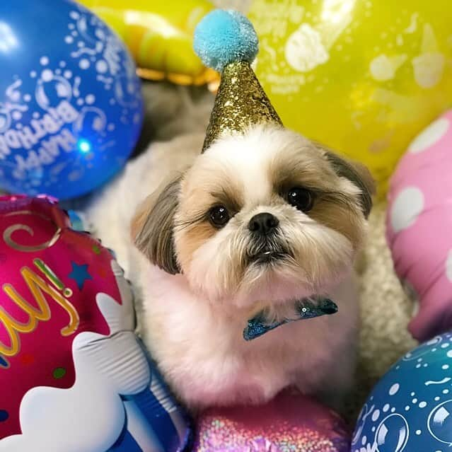 りんくさんのインスタグラム写真 - (りんくInstagram)「Hi guys! 😊 It was my birthday last Saturday 🎉🐶🎂 Many thanks to each and every one of my dear friends who wished me a happy birthday 🥰🐶💕 You guys are so sweet! ❤️ #birthdayboy * * * * * ストーリーズにUPしましたが、先週の土曜日はりんくさんのお誕生日でした🎉🐶🎂 お祝いのコメントをくださった皆さん、本当にどうもありがとうございました🤗💕 ・ これからも一層りんくさん愛を爆発させつつ🥰 毎日を大切に幸せに過ごしていきますよ〜❤️ 5歳になったりんくさんも、変わらず見守っていただけると嬉しいです😊🐶💕 ・ 現在多忙のため、3月いっぱいまでコメント欄を時々閉じさせていただきますね🙇🏻‍♀️💦 いつも沢山の癒しをありがとう☺️❤️」2月17日 19時07分 - link.jpn