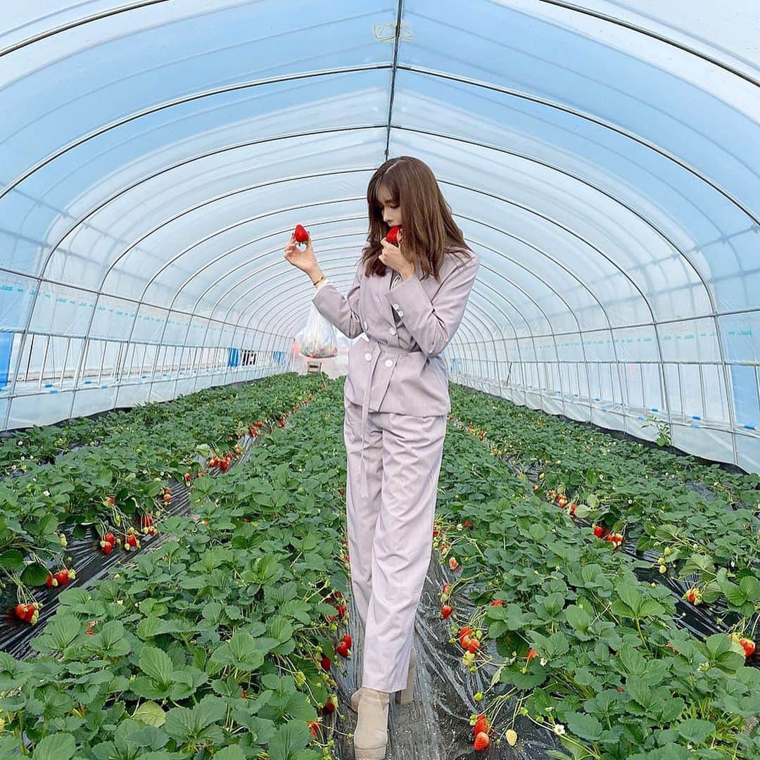 得あゆさんのインスタグラム写真 - (得あゆInstagram)「栃木でいちご狩り🍓貸し切り🍓❤️ しかもほんとーに！！！ デカい！甘い！美味しい！ スカイベリー🍓💓❤️ (とちおとめより甘くてデカくて高級で元取れるから好き←) ・ 最後のムービーお尻ぷりぷりやばい🍑 ・ ・ ・ ・ ・ ・ #いちご#いちご狩り#栃木#栃木観光#栃木グルメ#那須#スカイベリー#春#春服#セットアップ#スーツ#春コーデ#コーデ#桜#大人可愛い#大人カジュアル#オトナ女子#かっこいい女性#インスタ映え#カメラ女子#写真#撮影#女子旅#旅行#タビジョ#strawberry#グルメ#食べ歩きspringfashion#springflowers#japanesegirl」2月17日 19時28分 - tokuayu819