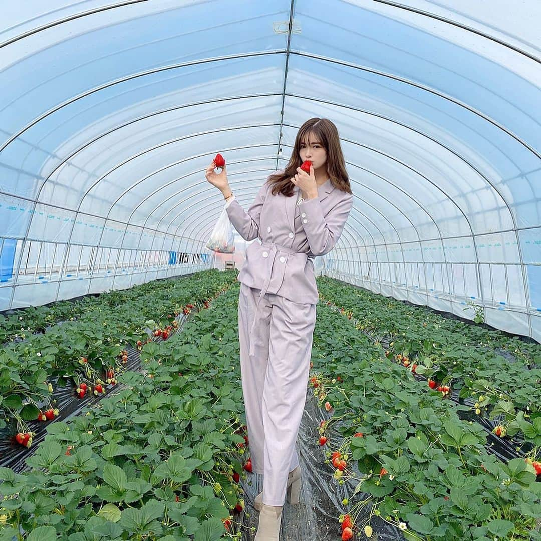 得あゆさんのインスタグラム写真 - (得あゆInstagram)「栃木でいちご狩り🍓貸し切り🍓❤️ しかもほんとーに！！！ デカい！甘い！美味しい！ スカイベリー🍓💓❤️ (とちおとめより甘くてデカくて高級で元取れるから好き←) ・ 最後のムービーお尻ぷりぷりやばい🍑 ・ ・ ・ ・ ・ ・ #いちご#いちご狩り#栃木#栃木観光#栃木グルメ#那須#スカイベリー#春#春服#セットアップ#スーツ#春コーデ#コーデ#桜#大人可愛い#大人カジュアル#オトナ女子#かっこいい女性#インスタ映え#カメラ女子#写真#撮影#女子旅#旅行#タビジョ#strawberry#グルメ#食べ歩きspringfashion#springflowers#japanesegirl」2月17日 19時28分 - tokuayu819