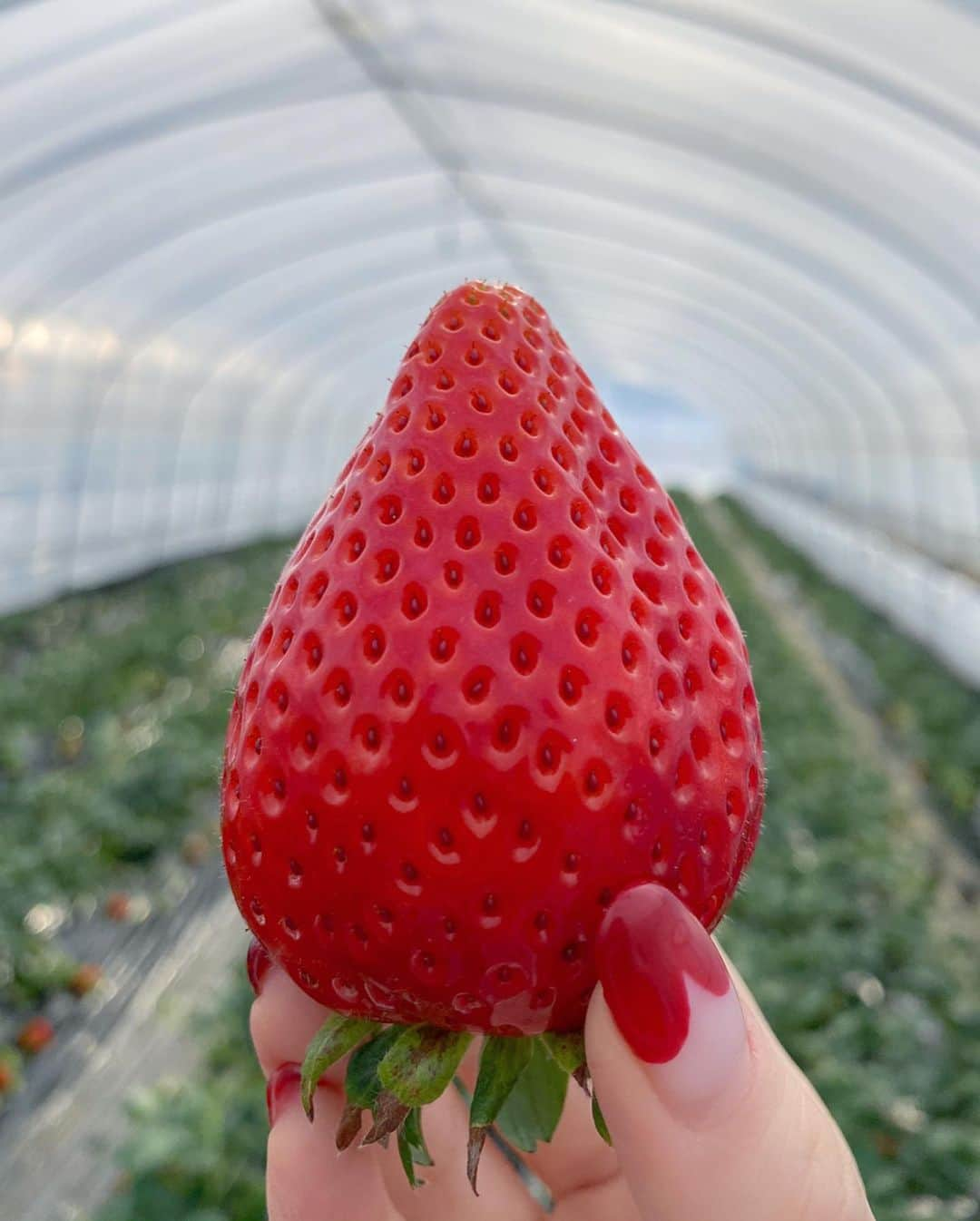 得あゆさんのインスタグラム写真 - (得あゆInstagram)「栃木でいちご狩り🍓 スカイベリーを食べるために🍓 わざわざ栃木県に行きました💓❤️ ・ 栃木県の皆さんは人柄もよく 気さくに話しかけてくださって 本当に好きになりました！💓 また行きたいなぁ☺️✨ ・ ・ ・ ・ ・ ・ ・ #いちご#いちご狩り#栃木#栃木観光#栃木グルメ#那須#スカイベリー#春#春服#セットアップ#スーツ#春コーデ#コーデ#桜#大人可愛い#大人カジュアル#オトナ女子#かっこいい女性#インスタ映え#カメラ女子#写真#撮影#女子旅#旅行#タビジョ#strawberry#グルメ#食べ歩きspringfashion#springflowers#japanesegirl」2月17日 19時46分 - tokuayu819