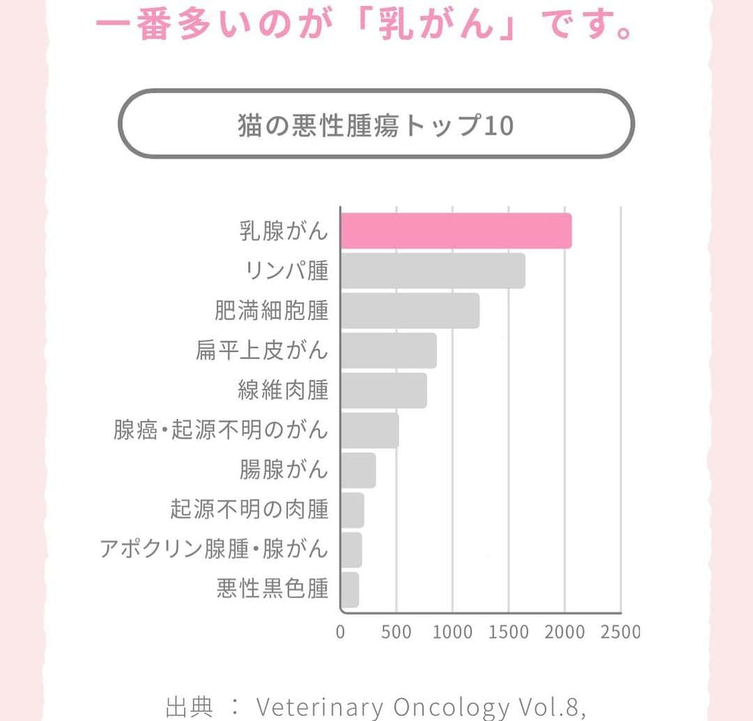 くまおさんのインスタグラム写真 - (くまおInstagram)「＜キャットリボン運動🎗＞ おうちで見つけられるネコの病気として、ネコの乳ガンがあります。 . 昨日、乳がんで苦しむ猫をゼロにするためにキャットリボン活動 @catribbon されている小林先生のお話をちよだ猫まつりの売り場から聞けました〜 今日は少しそのお話を共有。 . ⭐️ネコの悪性腫瘍のトップは「乳がん」だそうです。 . ⭐️しこりが2センチ以内で見つけられるか？で生存期間が大幅に変わるそうです。 なるべく小さい段階で見つかれば生存期間は長くなるそうなので早く見つけてあげたいですね。 . ⭐️乳がんはメスが99%とのこと。(補足)避妊手術を早い段階でしていると防げるそうです。 未手術のメスの猫さんを飼ってらっしゃる方は是非マッサージしながら、チェックされてみてください〜 . ⭐️ごく稀にオスでもなるネコはいるそうなので…日々のお腹のナデナデでブラピも乳がんだけでなく健康チェックに励みたいと思います🐻 . ヒトもネコも健康1番🐈 . キャットリボンで検索すると詳しい情報を見ることができます〜🔍 . #たまにはまじめな話も #リアルキャットリボン  #catribbon #キャットリボン運動 #くまお #ネコもSDGs」2月17日 19時54分 - kumaokamako