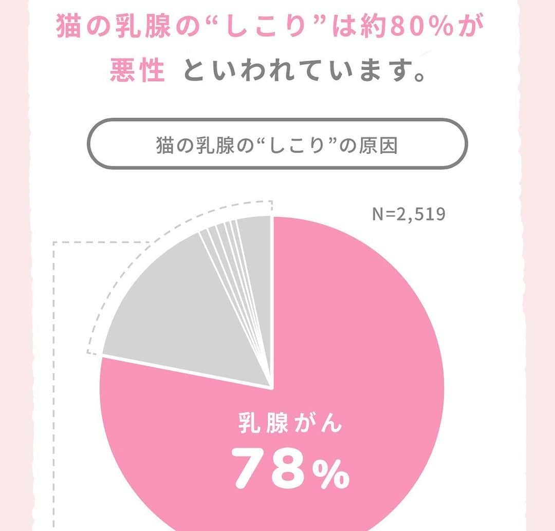 くまおさんのインスタグラム写真 - (くまおInstagram)「＜キャットリボン運動🎗＞ おうちで見つけられるネコの病気として、ネコの乳ガンがあります。 . 昨日、乳がんで苦しむ猫をゼロにするためにキャットリボン活動 @catribbon されている小林先生のお話をちよだ猫まつりの売り場から聞けました〜 今日は少しそのお話を共有。 . ⭐️ネコの悪性腫瘍のトップは「乳がん」だそうです。 . ⭐️しこりが2センチ以内で見つけられるか？で生存期間が大幅に変わるそうです。 なるべく小さい段階で見つかれば生存期間は長くなるそうなので早く見つけてあげたいですね。 . ⭐️乳がんはメスが99%とのこと。(補足)避妊手術を早い段階でしていると防げるそうです。 未手術のメスの猫さんを飼ってらっしゃる方は是非マッサージしながら、チェックされてみてください〜 . ⭐️ごく稀にオスでもなるネコはいるそうなので…日々のお腹のナデナデでブラピも乳がんだけでなく健康チェックに励みたいと思います🐻 . ヒトもネコも健康1番🐈 . キャットリボンで検索すると詳しい情報を見ることができます〜🔍 . #たまにはまじめな話も #リアルキャットリボン  #catribbon #キャットリボン運動 #くまお #ネコもSDGs」2月17日 19時54分 - kumaokamako