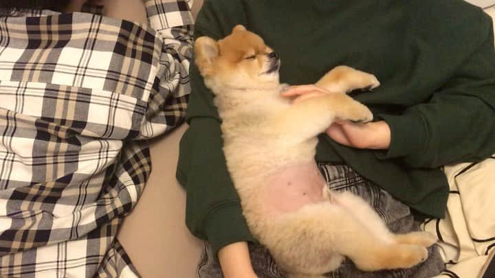 RIO POMEのインスタグラム：「イビキリオ🐶  トリミングしたてです🐶  今回はかなり短くなって足長さんに見えます😵  疲れたんだねー😊  はびちゃんに甘えながら💤  #ポメラニアン #pomeranian  #犬 #dog #dogstagram#doglover #愛犬 #わんこ #ポメラニアン大好き #ポメラニアンが世界一可愛い #pom #ぽめらにあん #ポメ#pomeraniansofinstagram  #pomeranianlove #ふわもこ部 #いぬバカ部 #癒しわんこ#instapic#pomstagram #puppy #dogsofinstagram #cute#cutedog」