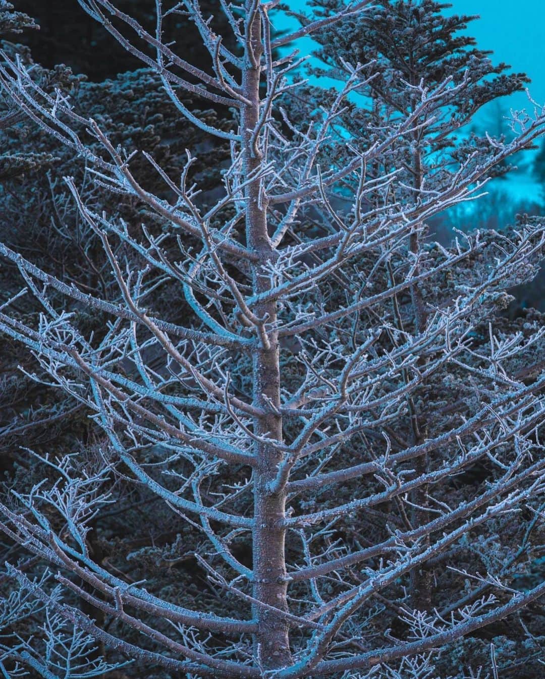 kenta_soyoungさんのインスタグラム写真 - (kenta_soyoungInstagram)「Diamond❄️ . . . . 早朝の雪山は凍るほど寒かったけど楽しい撮影でした。長野最高！」2月17日 20時26分 - kenta_soyoung