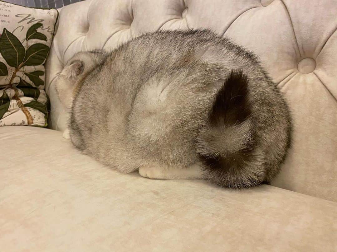 Haruのインスタグラム：「Her fluffy tiny tail 💗 #sweetcharlotte #ยัยตาหวาน #หางสามเหลี่ยมจิ๋ว」