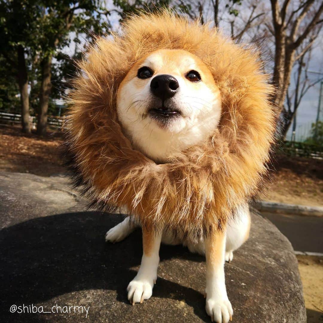 ちゃみさんのインスタグラム写真 - (ちゃみInstagram)「. 🦁  凛々しい～❣️ ライオンになってみた😁 最後はタワシっぽい…笑 . #柴犬#しばいぬ#犬#pecoいぬ部#いぬのきもち#shiba#shibainu#dog#adorable#lion」2月17日 20時42分 - shiba_charmy