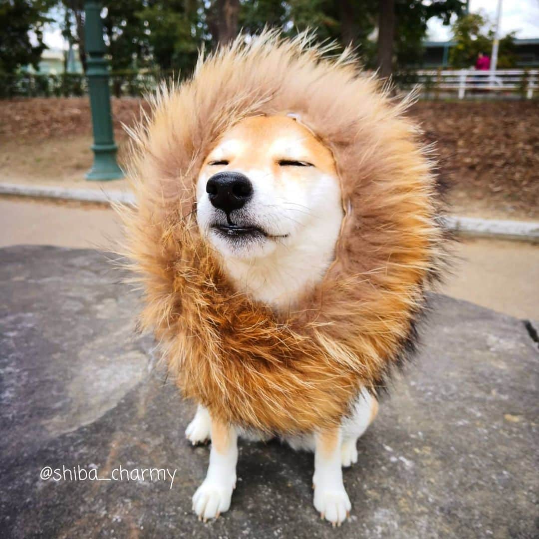 ちゃみさんのインスタグラム写真 - (ちゃみInstagram)「. 🦁  凛々しい～❣️ ライオンになってみた😁 最後はタワシっぽい…笑 . #柴犬#しばいぬ#犬#pecoいぬ部#いぬのきもち#shiba#shibainu#dog#adorable#lion」2月17日 20時42分 - shiba_charmy