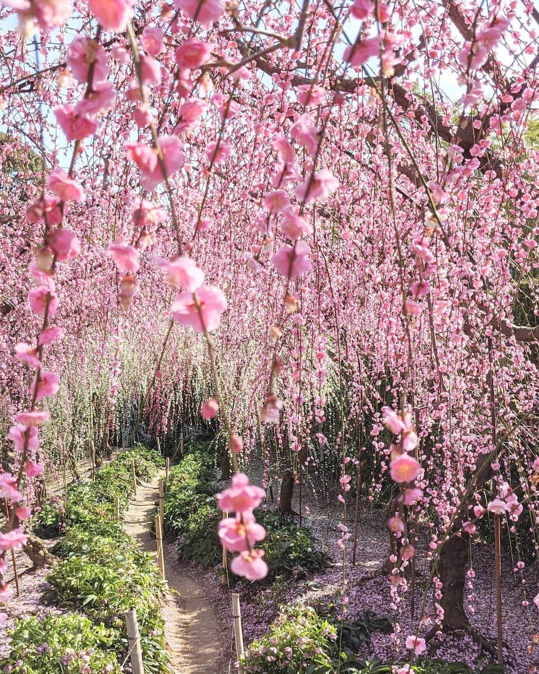masayaさんのインスタグラム写真 - (masayaInstagram)「大草山昇竜しだれ梅園 Weeping plum blossoms  とんぼ返りでしたが生まれ故郷浜松に行ってきました。 Hamamatsu Shizuoka Prefecture #pixelで撮影 #teampixel #googleのスマホ」2月17日 20時49分 - moonlightice