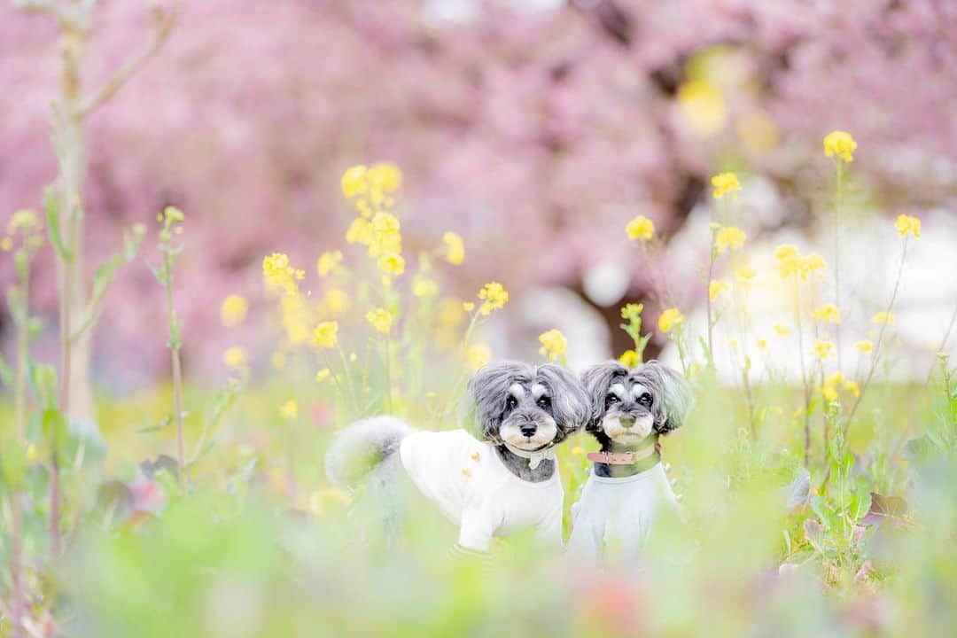 中野区在住のミニシュナのInstagramのインスタグラム