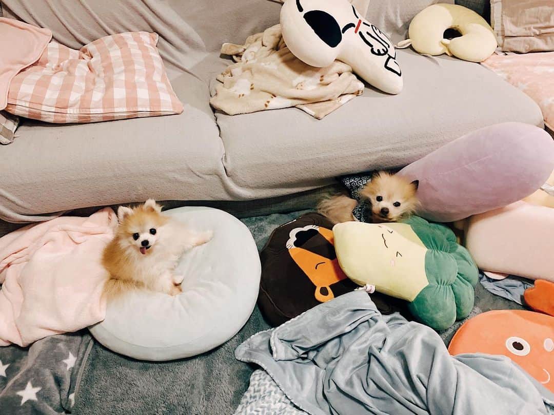 r_oseのインスタグラム：「Disguise level 10 : we’re stuffed pillows 🐰〰️」