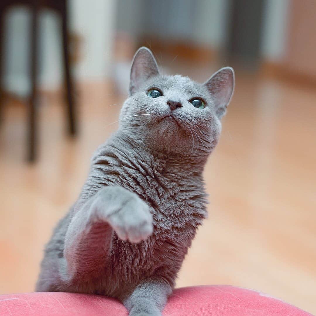 のインスタグラム：「★ Happy Monday 😸🐾　★. . 以前、じゅの姐さんは犬猫の里親サイトで知り合った大分のお寺の奥様から頂いたと述べましたがその方とは今も毎年年賀状のやり取りをしています。今年頂いた葉書には怪我や事故で(お寺の境内で放し飼いにしてた為)6匹いたじゅのの兄妹達はもう一匹だけになってしまい、じゅのが元気で暮らしている事がとても嬉しいと綴られて有りました。ちゅうぴぃやじゅのが長生き出来る様にフォロワーさんがお薦めしてた酵素を始めてみました😊　幸い2人とも病気知らずだけど更に健康になると良いな😌✨. って事で今週もよろしくです💖. 写真はチョイチョイする姐さん😸🐾」