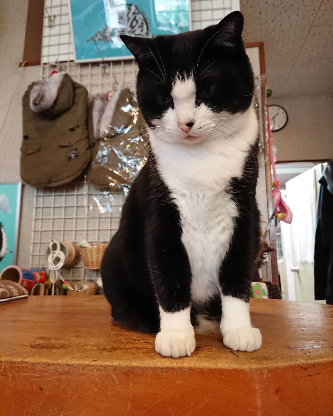 熊本アイさんのインスタグラム写真 熊本アイinstagram Fwf 学芸大学 ねこ ねこ部 ねこすたぐらむ ネコ ネコ部 ネコスタグラム 猫 猫のいる暮らし Cat Catstagram Cats はちわれ ハチワレ 靴下ねこ 看板猫 看板猫のいる店 店番猫 保護猫