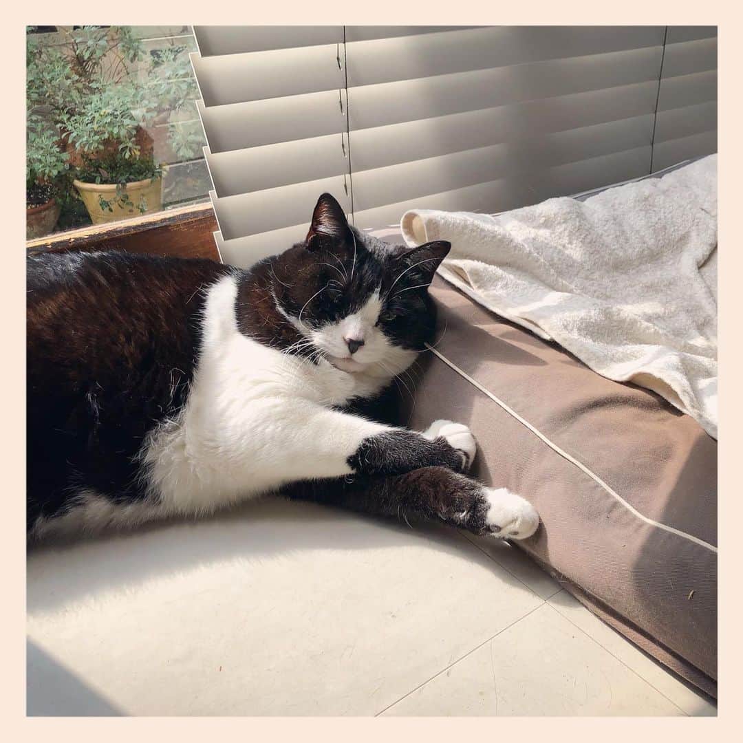 パンといっぴきのインスタグラム：「#元保護猫 #ハチワレ #白黒猫 #blackandwhitecat #tuxedocat」