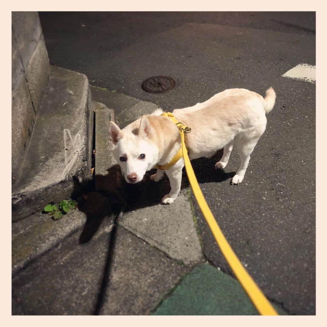 パンといっぴきのインスタグラム：「#元保護犬 #雑種犬 #crossbreed #mixdog」
