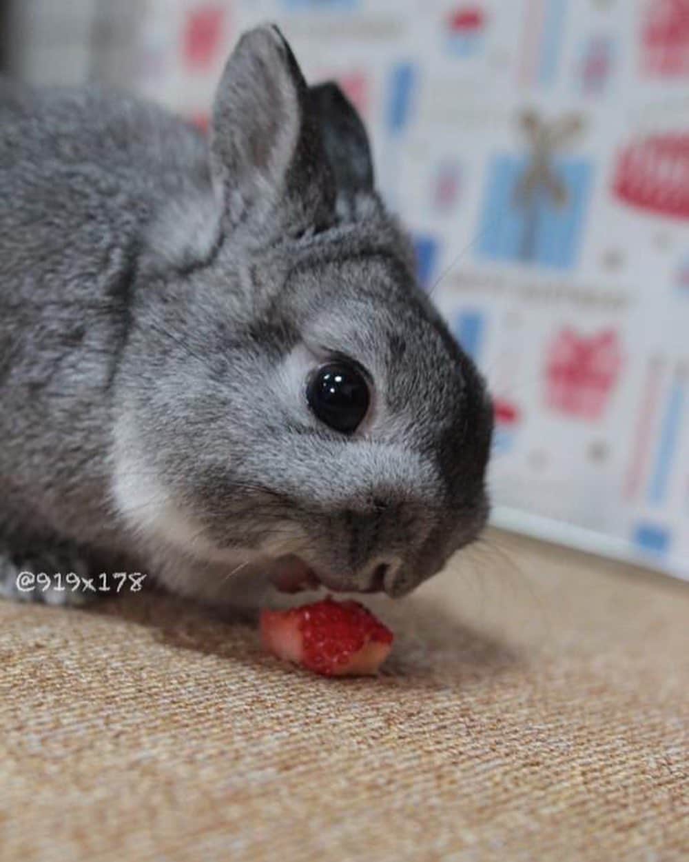 MaRi.Kのインスタグラム：「🐰ええイチゴは美味しいんやで！  ルーさんのお誕生日が明日なので、 ココロのラビトリーにいるルーさんに 美味しそうなイチゴのお供えをしてきました✨  あまちゃんクイーン（本当はあまクイーン）っていうらしいよ。  明日はいよいよさっちゃんの10歳のお誕生日♥️ ルーさんもお月様からお祝いしてね🎶」