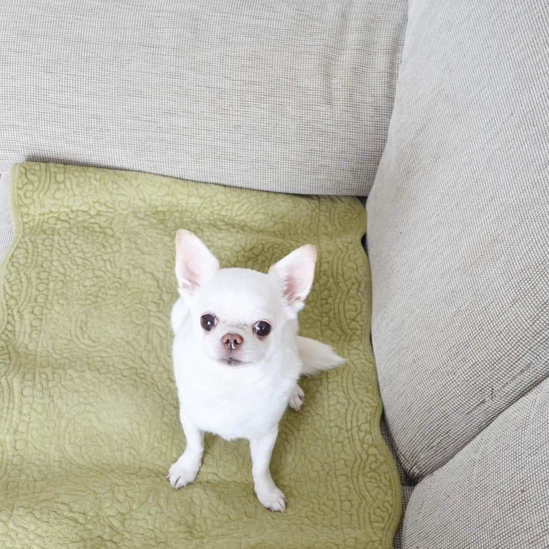 KORIKIのインスタグラム：「おはようございます♪ #鼻テカ #dogofsapporo #dog, #dogs, #dogstagram,#chihuahua,#犬バカ部,#チワワ,#koriki, #hanadog #白スムチ連合会, #スムチー,  #dogofthedayjp, #dogoftheday  #ilovemydog #instadog #instapet #WhiteChihuahua  #吉娃娃 #치와와  #dogsofinstagram #Chihuahualover  #ชิวาวา #チワワの輪 #barkbox #WhiteChihuahuaParty #もふもふモフモフ」