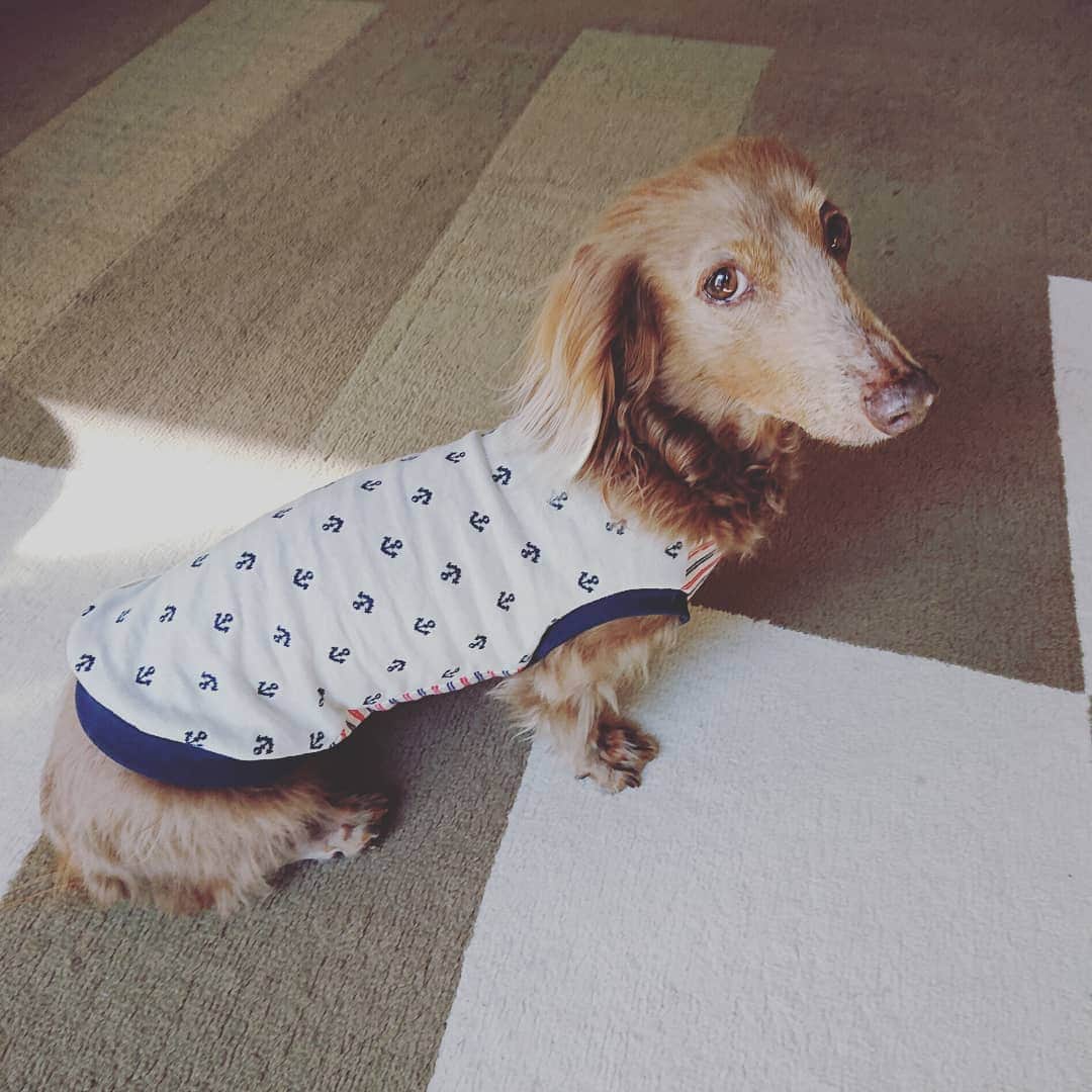 くるみんのインスタグラム：「* ハンドメイド犬服 今年1作目 マリンテイストの色違い⚓ * ②③前身頃は余り生地のボーダーを合わせてみました  #ミニチュアダックスフンド #ミニチュアダックスフント #ミニチュアダックス #イザベラタン #イザベラ #カニンヘンダックスフント #カニンヘン #カニンヘンダックス #カニンヘンダックスフンド #チョコタンダックス #チョコタン #ダックス多頭飼い #ダックスフント #ダックスフンドカニンヘン #ダックス部 #ダックス大好き #ダックスフンド #ダックス #ハンドメイド #ハンドメイド犬服 #いぬばか部 #いぬすたぐらむ #短足部 #わんこなしでは生きていけません会 #dachshundgram #dachshund #dogstagram #kyounodachs #todayswanko #7pets_1day」
