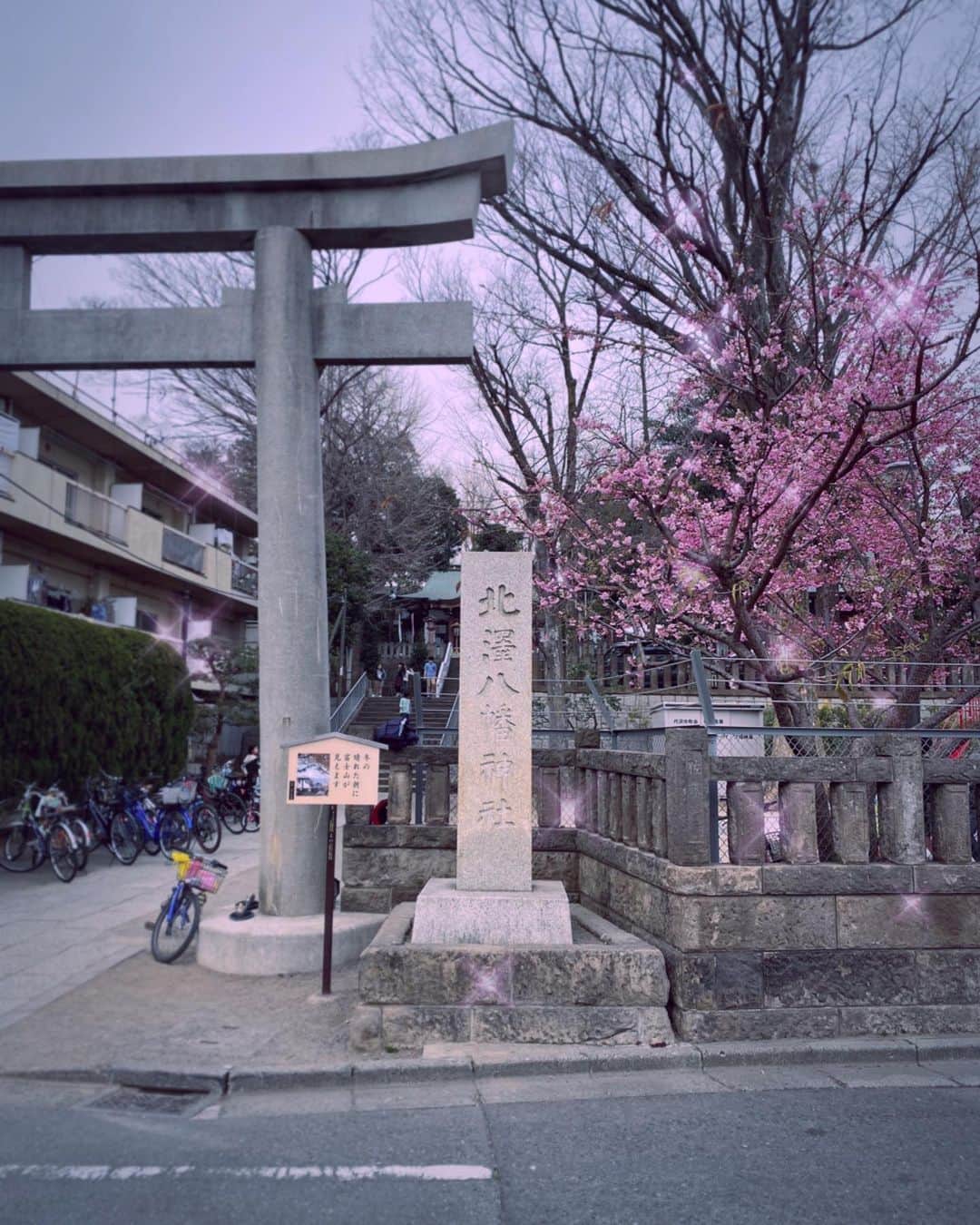 サイモンとマルティナのインスタグラム：「The chilly winter air is starting to be laced with one of my favourite smells: the sweet cinnamon of Ume trees blossoming #梅 this gorgeous fluffy tree is a Japanese Plum tree—called Ume in Japanese—and it will grow firm, tart little green/yellow plums. I used them to make plum wine in a Martina’s Midnight Munchies 🥃 They’re also pickled and salted #umeboshi and used inside onigiri 🍙 In my first year of living in Japan I mistook these gorgeous Plum trees for early blooming Sakura trees #さくら I’m sorry Ume, forgive me! 😭 I know the difference now and I love you just the way your are~」