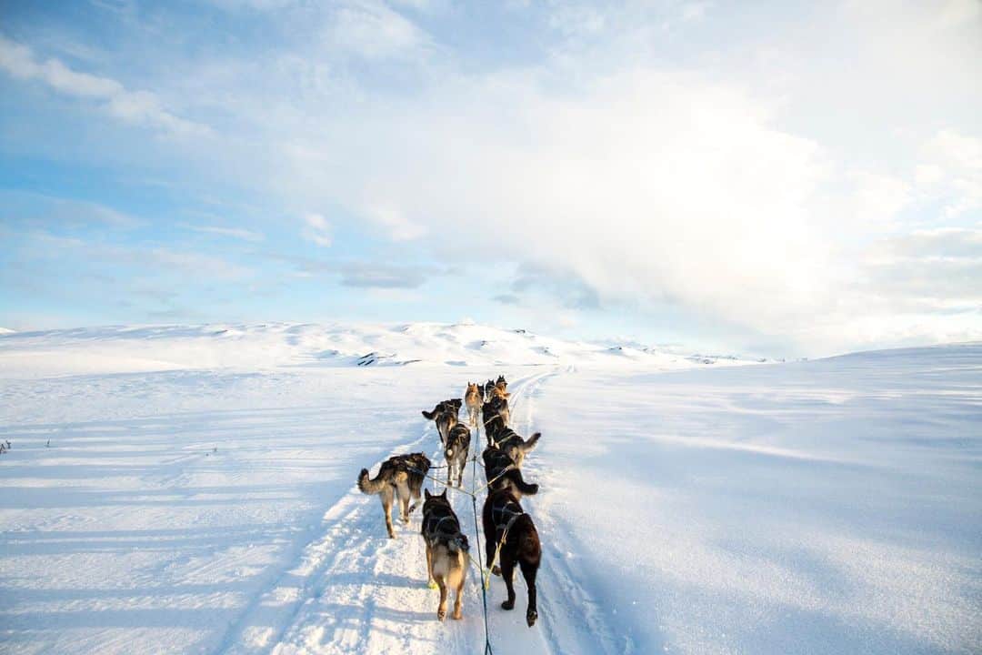 ナショナルジオグラフィックさんのインスタグラム写真 - (ナショナルジオグラフィックInstagram)「Photo by @katieorlinsky // Sponsored by @callofthewild // Arctic spring with the Wild and Free dog team in the Brooks Range, Alaska, 2016. The Brooks Range extends over a thousand kilometers (600 miles) from the Canadian Yukon west through Alaska. It is the ancestral land of the Gwich'in, Athabascan and Inupiat people and a habitat and breeding ground for caribou, polar bears, wolves, musk oxen, and migratory birds, among other species. It is one of the most beautiful, wild places I have ever been lucky enough to see, and the best way to see it was definitely by dog sled. // Answer the #CalloftheWild, starring Harrison Ford, in theaters Friday. Get tickets now!」2月18日 0時35分 - natgeo