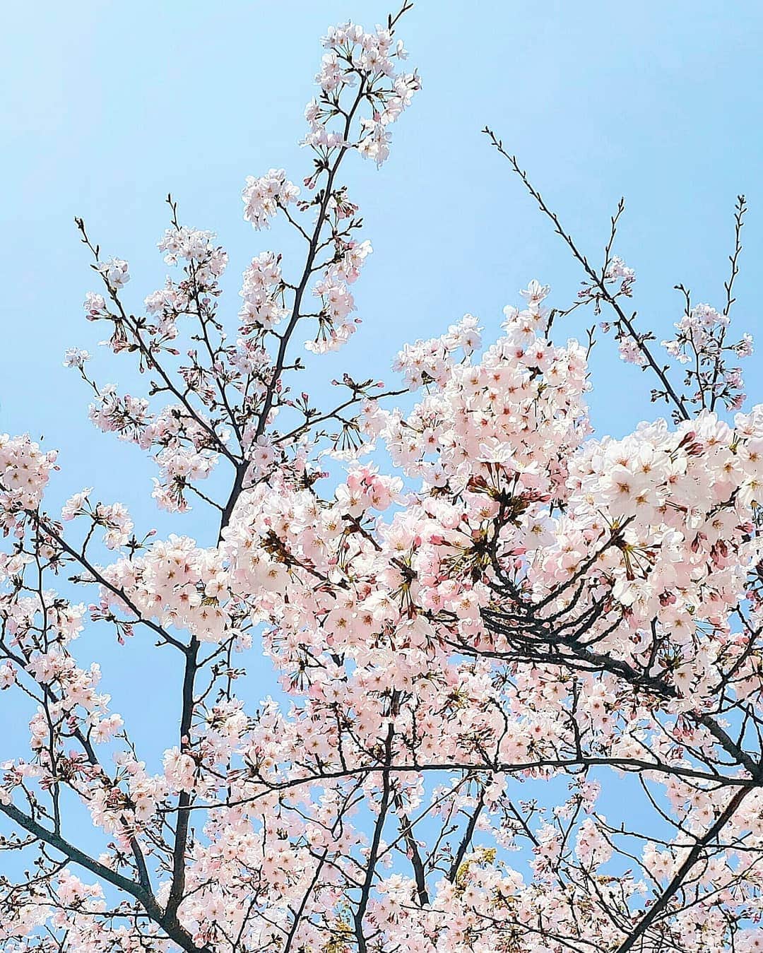 エリッサ・ヤマダのインスタグラム：「Edisi sedih harus cancel #hanami trip due to the #coronavirus outbreak 🌸🙃🌸」