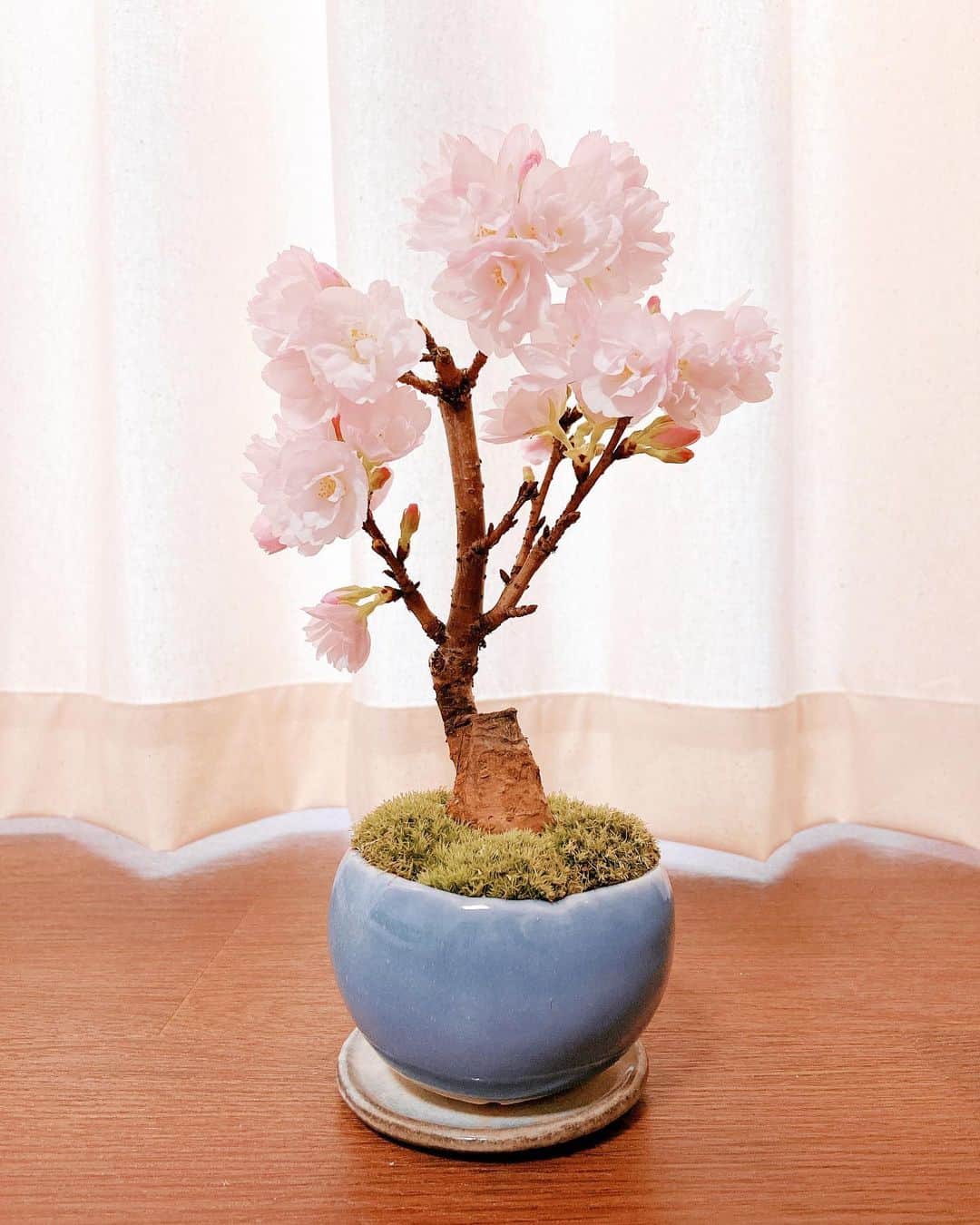 和田安佳莉のインスタグラム：「うちの桜が満開になりました。 可愛すぎてお気に入り。 肥料にうずめて甘やかしまくりたい。（でれでれ）  #桜 #植物 #さくら #sakura #観葉植物 #インテリア #暮らし #植物のある暮らし #可愛い #cute #春 #花 #季節 #日本 #お花見 #癒し #愛おしい #甘やかしたい #ピンク #観葉植物のある暮らし #ほっこり #ミニチュア #苔」